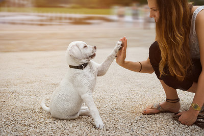 Demosystem Hundeschule